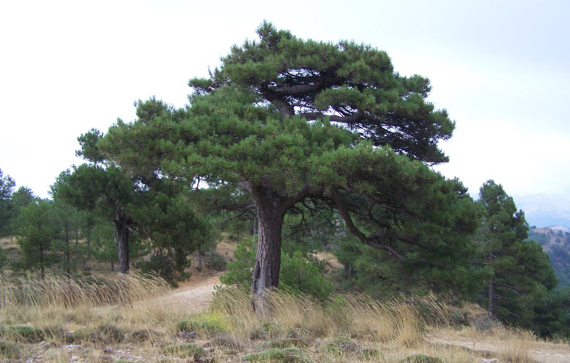 Pino, para los extractos adaptógenos Ilexina Man, Woman y Sport P