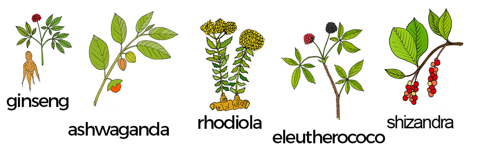 Adaptógenos: shwaganda, rhodiola, eleuterococo, shizandra y ginseng