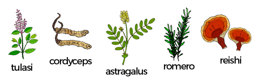 Adaptógenos: romero, astragalus, cordyceps, reishi y tulasi