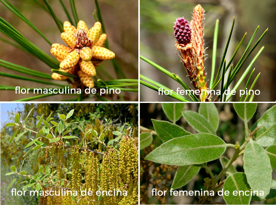 Flores de pino y encina