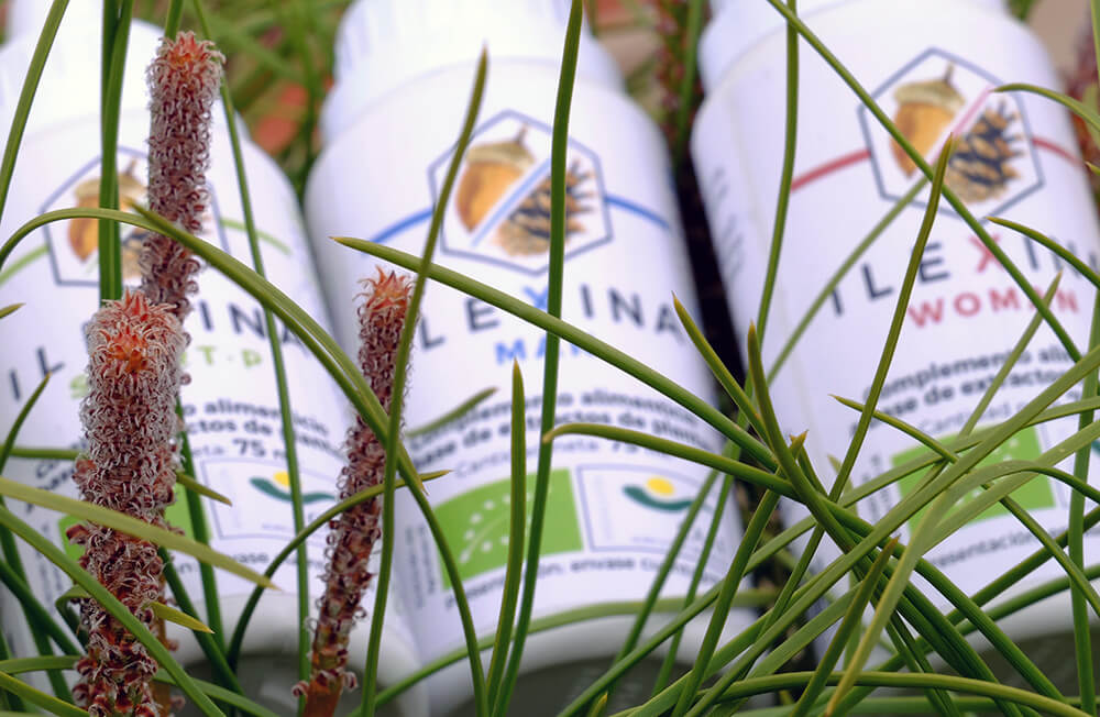 Ilexinas con yemas de pino, meristemos ricos en fitohormonas