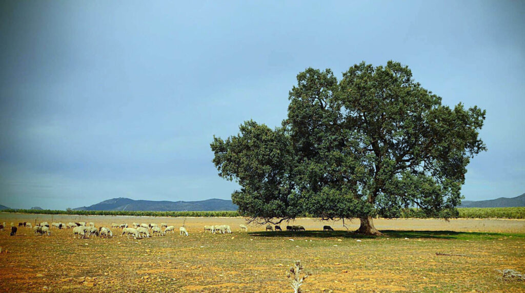 Encina en la dehesa