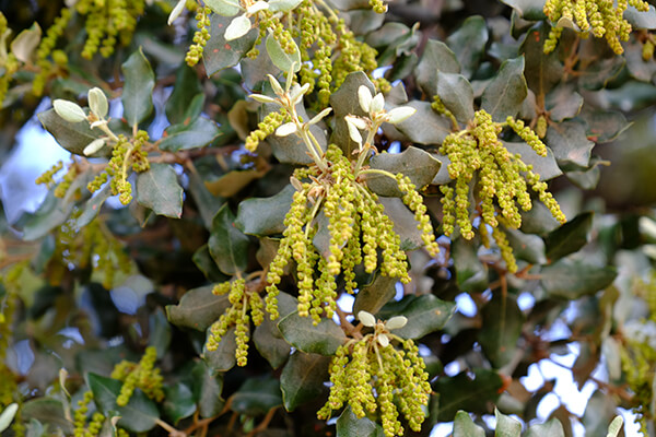 Meristemos de encina, amentos