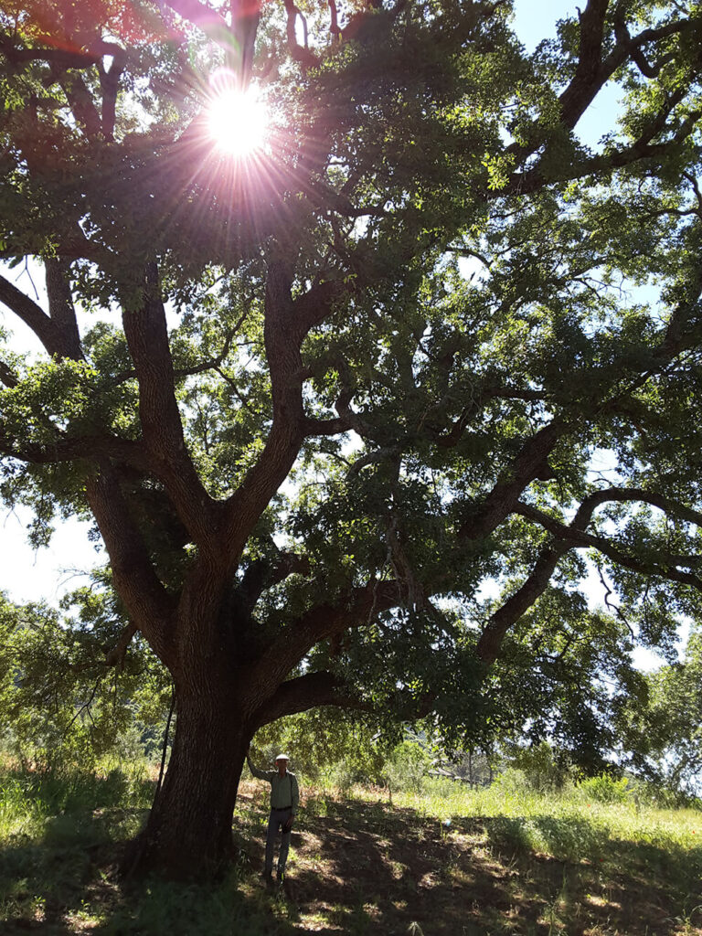 Bajo una encina centenaria, primer principio del decálogo: árboles como maestros