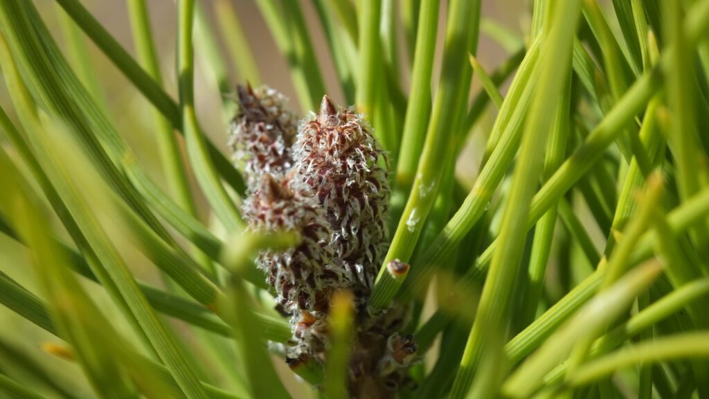 Yema de pino, meristemo del pino para extractos adaptógenos