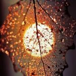 Hoja, emisora de fitoncidas