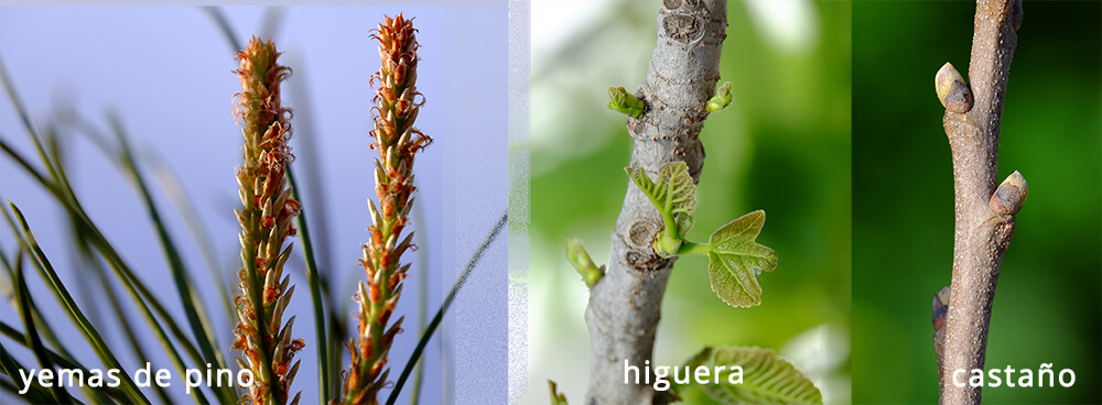 Meristemos de pino, de higuera y de castaño para adaptógenos